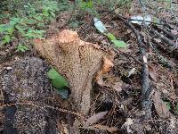 Gomphus floccosus image