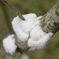 Schizophyllum commune image