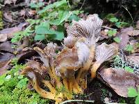 Craterellus tubaeformis image