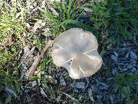 Volvariella gloiocephala image