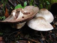 Agaricus placomyces image