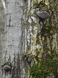 Phellinus tremulae image