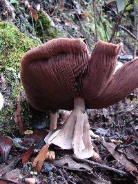 Agaricus placomyces image