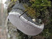 Phellinus tremulae image