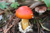 Amanita jacksonii image