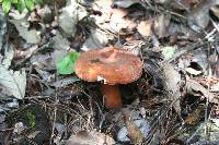 Lactarius volemus image