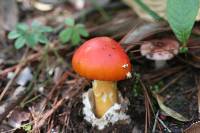 Amanita jacksonii image