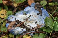 Lactarius indigo image