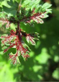 Synchytrium papillatum image