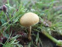 Agrocybe pediades image