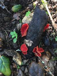 Sarcoscypha coccinea image