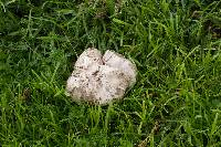 Agaricus campestris image