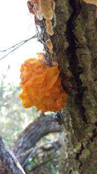 Tremella aurantia image