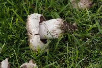 Agaricus campestris image