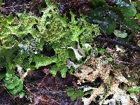 Lobaria pulmonaria image