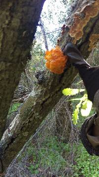 Tremella aurantia image