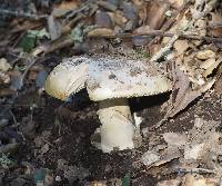 Amanita ocreata image