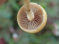 Agrocybe pediades image