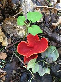 Sarcoscypha coccinea image