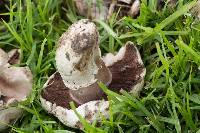 Agaricus campestris image