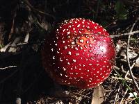 Amanita muscaria image