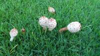 Chlorophyllum molybdites image