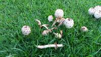 Chlorophyllum molybdites image