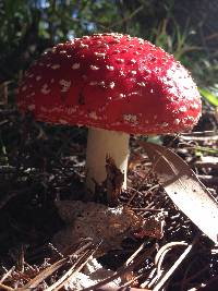 Amanita muscaria image