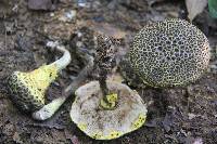 Image of Afroboletus luteolus