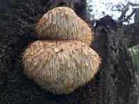 Hericium erinaceus image