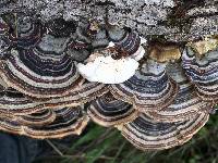 Trametes versicolor image