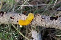 Tremella mesenterica image