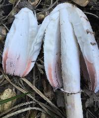 Coprinus comatus image