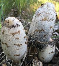 Coprinus comatus image