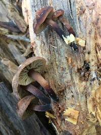 Gymnopus brassicolens var. brassicolens image