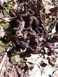 Craterellus cornucopioides image