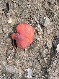 Lactarius rufulus image