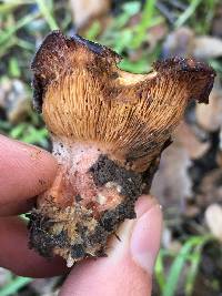 Lactarius xanthogalactus image