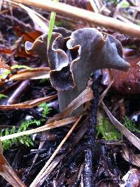 Craterellus cornucopioides image