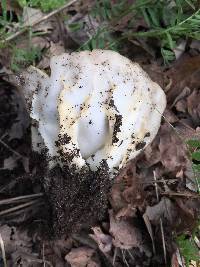 Helvella acetabulum image