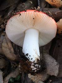 Russula cremoricolor image