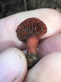 Lactarius rufulus image