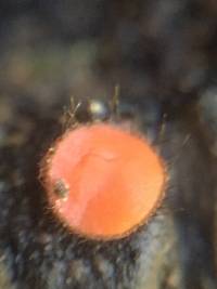 Scutellinia crinita image