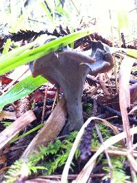 Craterellus cornucopioides image