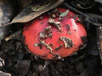 Russula cremoricolor image