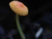 Mycena acicula image