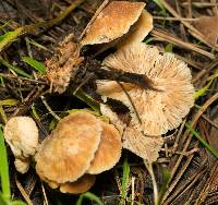 Gymnopus brassicolens var. brassicolens image