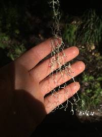 Ramalina menziesii image