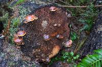 Fomitopsis pinicola image