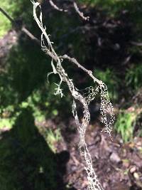 Ramalina menziesii image